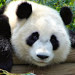 Meet your Posher, Tom